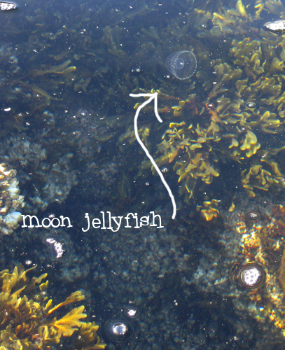 moon jellyfish