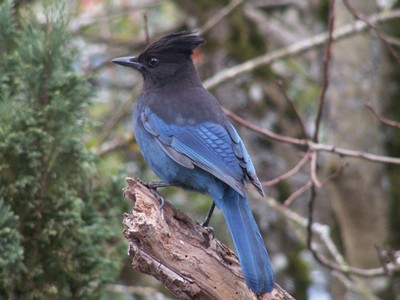 stellers-jay