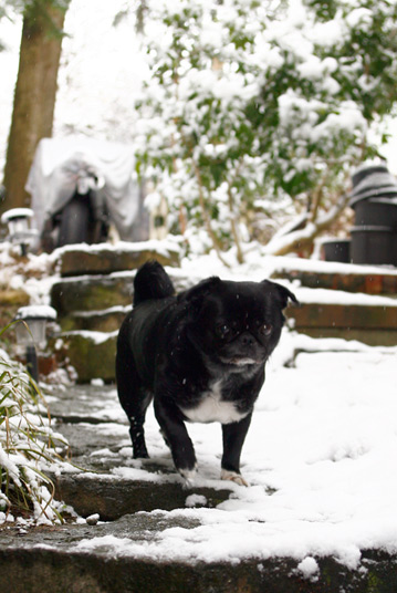 pug-in-the-snow