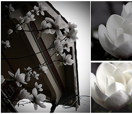 spring-magnolias