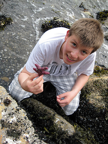 purple starfish bc