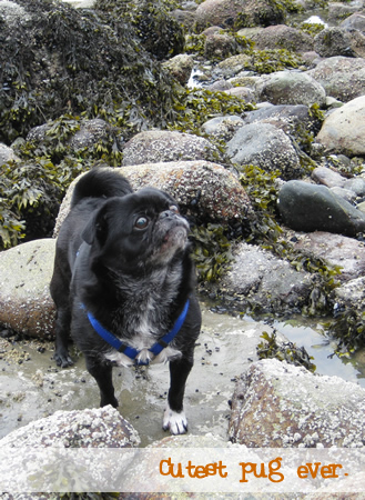 pug on the rocks in stanley park