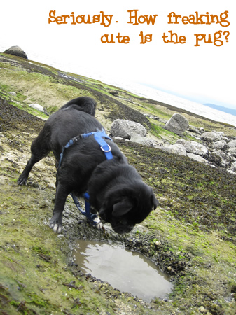 pug on the ocean