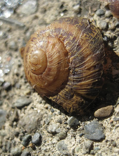 snail shell