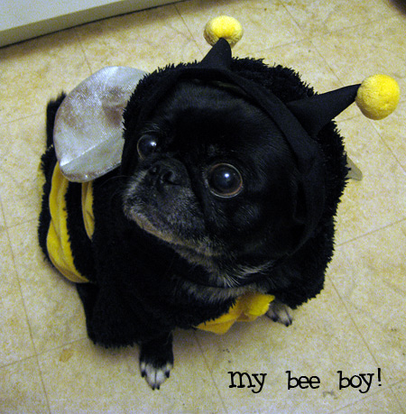 halloween-pug