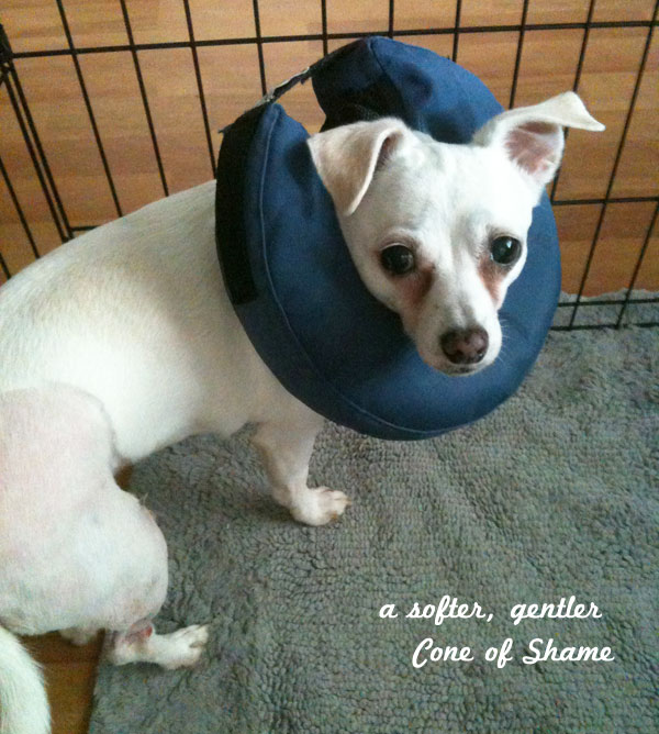 soft cone of shame