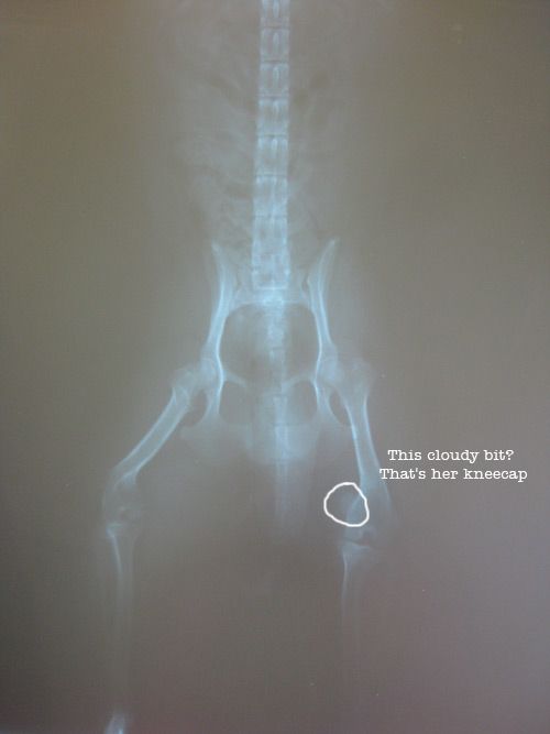 luxating patella xray