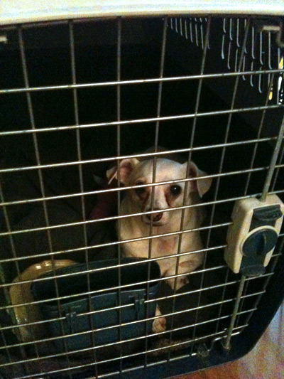 sparkle in her kennel